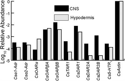 Multiple Biogenic Amine Receptor Types Modulate Spider, Cupiennius salei, Mechanosensory Neurons